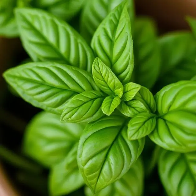 Close-up of fresh basil leaves